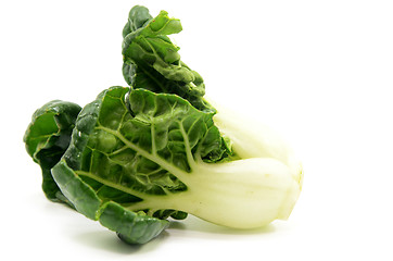 Image showing Milk cabbage bok choy