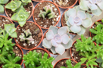 Image showing Closeup of cactus and succulent plants