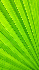 Image showing Green leaf of elephant fern plant