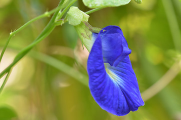 Image showing Beautiful fresh blue pea flower 