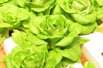 Image showing Lettuce vegetable growing in hydroponic farm