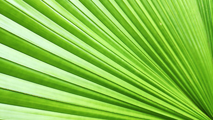 Image showing Green leaf of elephant fern plant