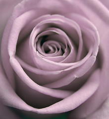 Image showing romantic rose