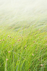 Image showing Grass background