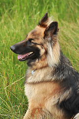 Image showing German shepherd