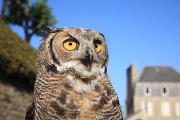 Image showing Great Horned Owl