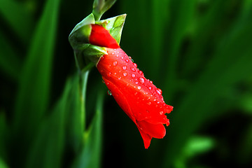 Image showing Beautiful red flower