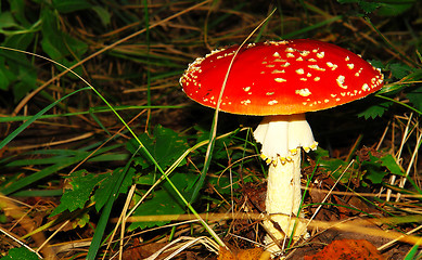 Image showing Red fungus