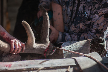 Image showing Cutting antlers of Altaic stag maral