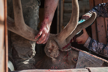 Image showing Cutting antlers of Altaic stag maral