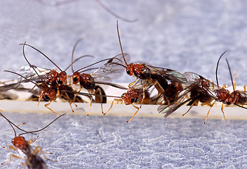 Image showing Wasps