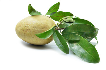 Image showing Fresh sapodilla tropical fruit