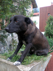 Image showing Dog