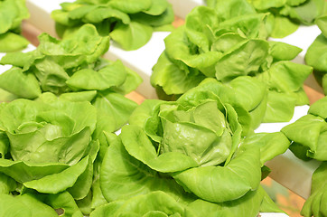 Image showing Lettuce vegetable growing in hydroponic farm
