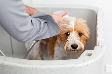 Image showing bathing a cute dog