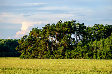 Image showing Image of a field with trees an blue sky with clouds