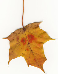 Image showing autumnal leaf