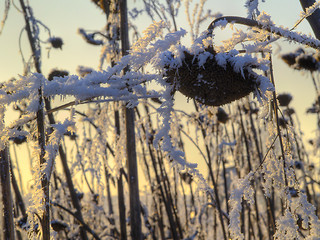 Image showing Frost