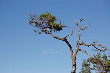 Image showing Pine tree