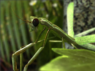 Image showing Stick Insect