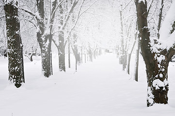 Image showing Lane in winter park