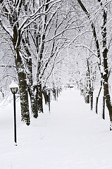 Image showing Lane in winter park