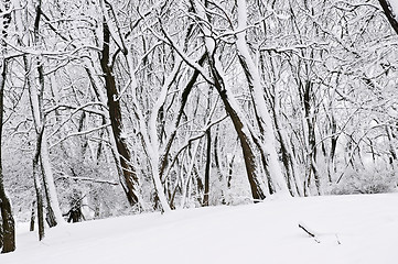 Image showing Winter park landscape