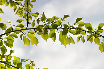 Image showing Green leaves background