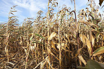 Image showing dry corn stalks