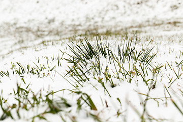 Image showing snow-covered grass closeup