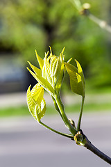 Image showing green maple leaves