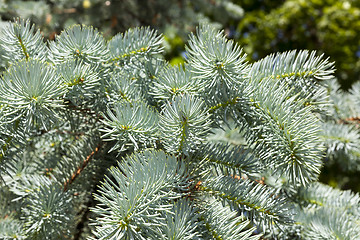 Image showing needles of spruce