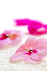 Image showing Gentle flower on luxury towel