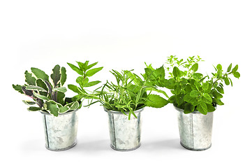 Image showing Fresh herbs