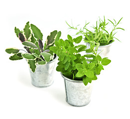 Image showing Fresh herbs