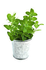 Image showing Fresh herbs - oregano