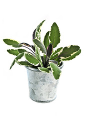 Image showing Fresh herbs - sage