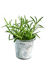 Image showing Fresh herbs - rosemary