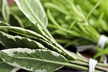 Image showing Bunches of fresh herbs