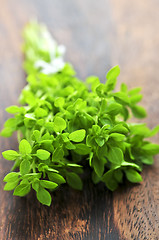 Image showing Bunch of fresh oregano