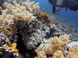 Image showing Coral Reef underwater in the sea