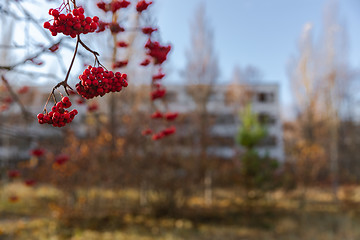 Image showing Closeup of red berries with blurry background