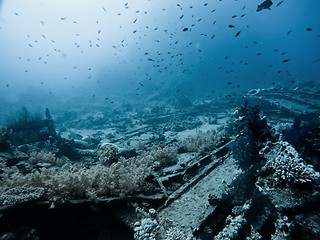 Image showing Coral Reef underwater in the sea