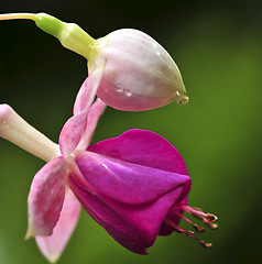 Image showing Fuchsia flower