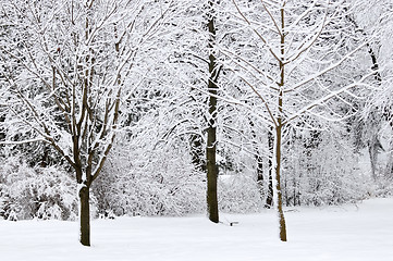 Image showing Winter park landscape