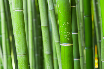 Image showing Bamboo forest with written message