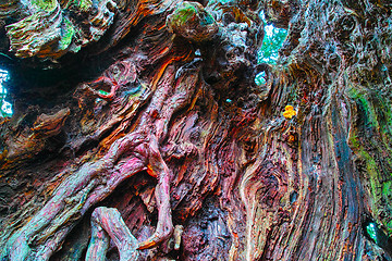 Image showing Hollow in the trunk of noteworthy yew tree in many colors of the