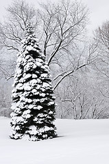 Image showing Winter park landscape