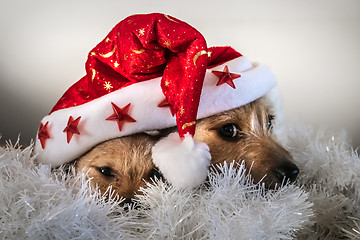 Image showing Puppies playing under red christmas hat