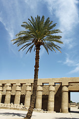 Image showing Palm tree and ancient ruins in Karnak Temple, Luxor, Egypt